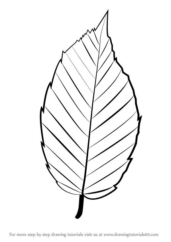 Листья карандашом легко. Рисунки листьев. Листочки деревьев. Листья карандашом. Рисование листьями деревьев.