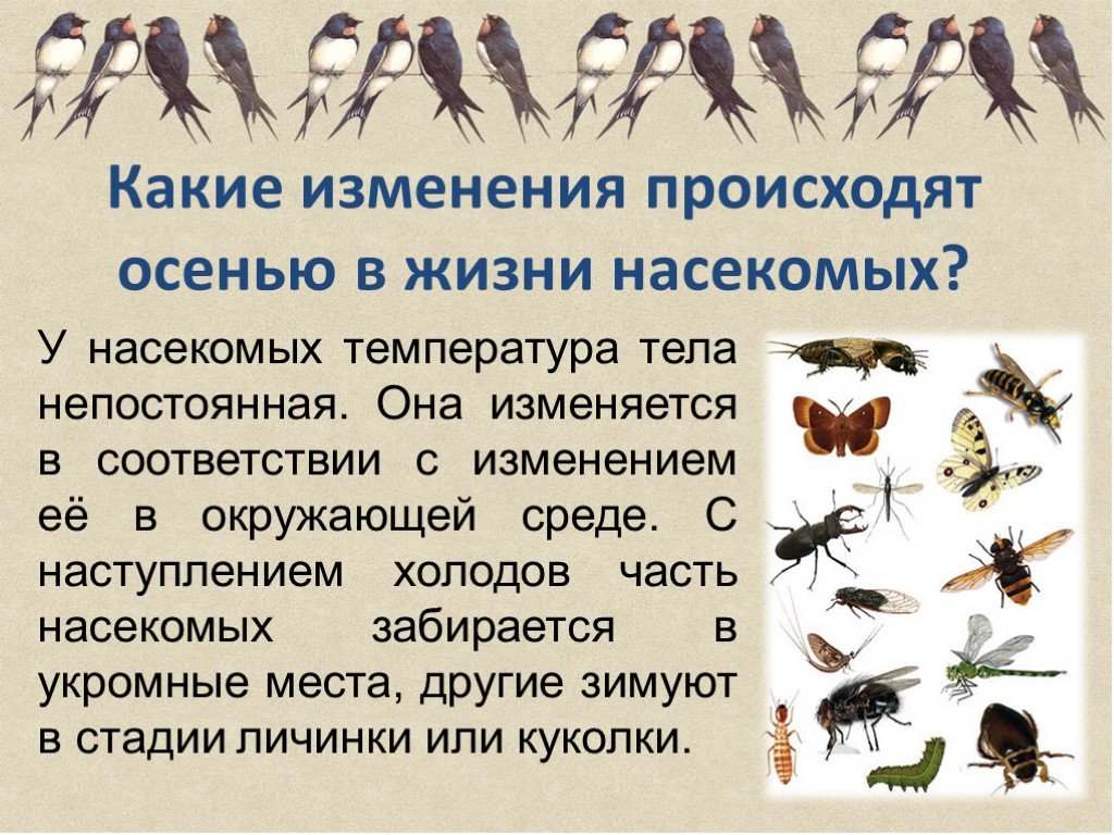 Адаптация насекомых к сезонным изменениям. Изменения в жизни насекомых осенью. Адаптация насекомых в природе. Адаптация насекомых к сезонным изменениям в природе. Адаптация насекомых осенью.