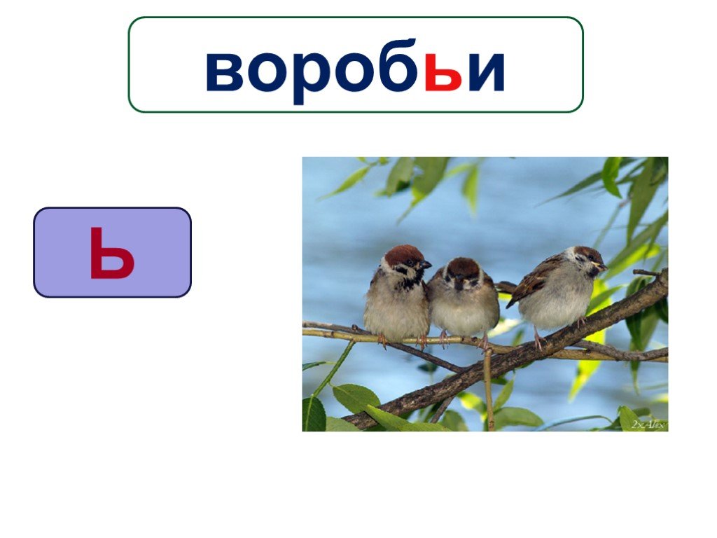 Схема слова воробьи