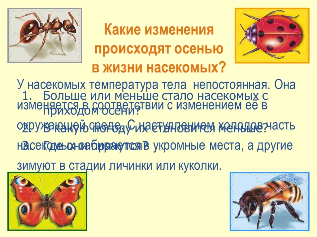 Каких 2 насекомых. Температура тела насекомых. Изменение в жизни насекомых.. Изменения в жизни насекомых осенью. Насекомые осенью для дошкольников.