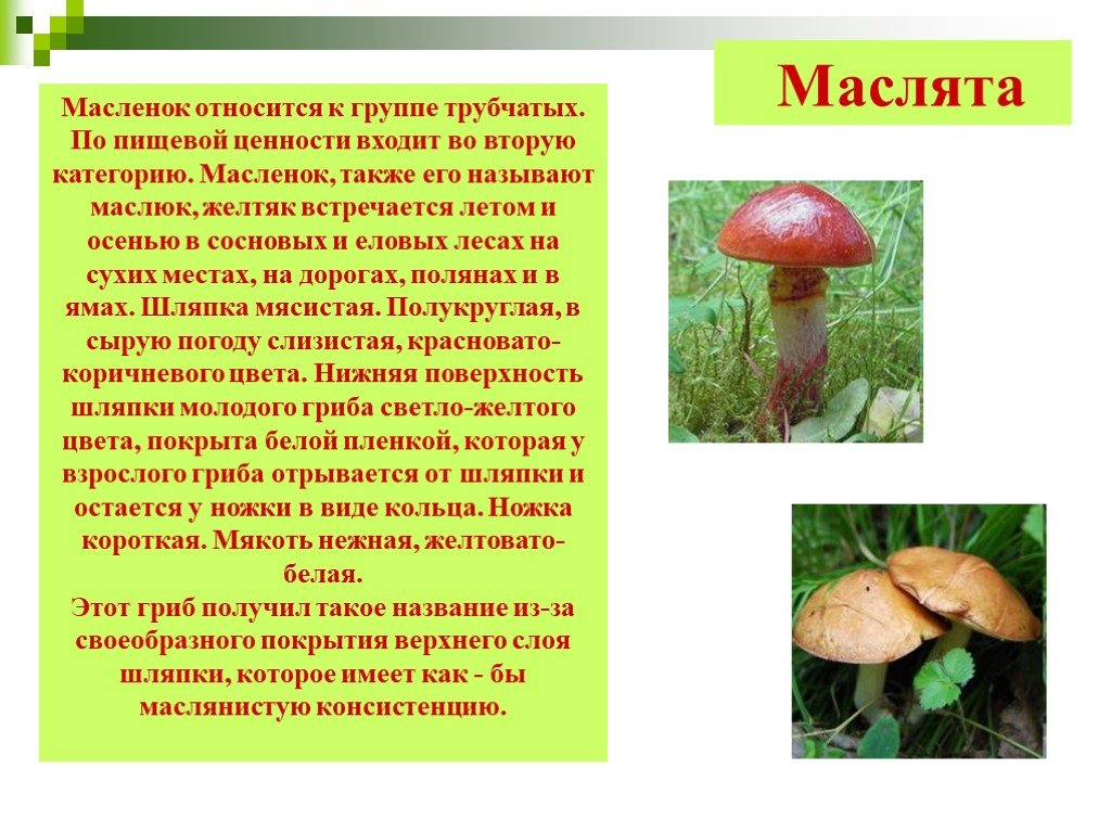 Информация про грибы. Сообщение о грибах. Сообщение о масленке гриб. Сообщение о грибе масленок. Презентация про грибы 2 класс.