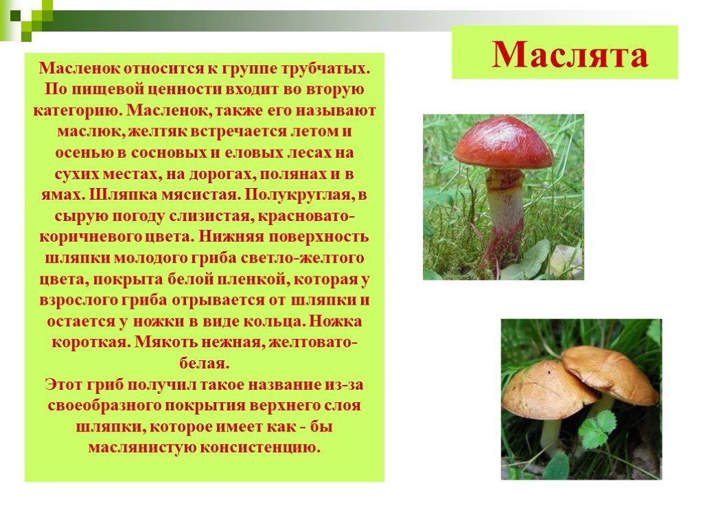 Сообщение о грибах. Доклад про грибы 5 класс по биологии маслята. Маслёнок гриб информация. Гриб маслёнок сообщение 2 класс. Маслёнок гриб описание 5 класс.