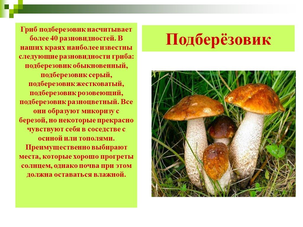 Информация про грибы. Доклад про грибы. Грибы картинки с описанием. Доклад о подберезовике. Описание грибов.