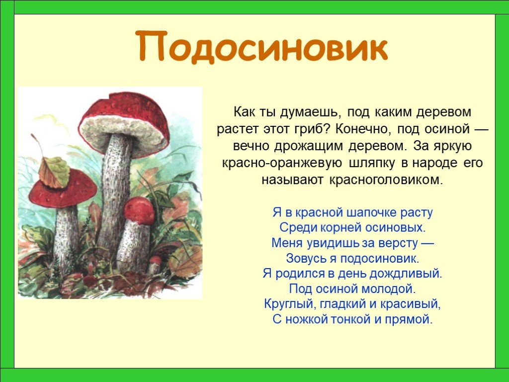 Окружающий мир 2 класс про грибы. Рассказ о подосиновике 2 класс грибе. Гриб подосиновик проект. Доклад про гриб подосиновик. Рассказ про гриб красноголовик.
