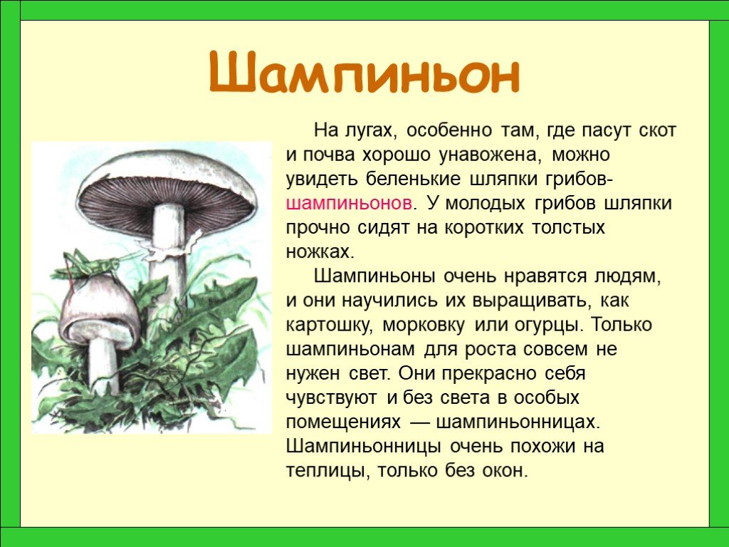 Окружающий мир 2 класс про грибы. Сообщение о грибах. Грибы описание. Сообщение о шампиньоне. Сообщение о грибов.