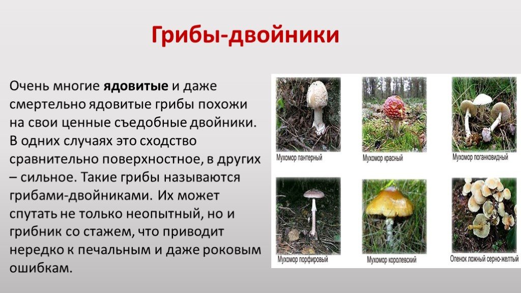 Окружающий мир 2 класс про грибы. Несъедобные грибы доклад 2 класс окружающий мир. Несъедобные грибы 3 класс окружающий мир. Несъедобные грибы в Калужской области. Проект седобные и не седобное грибы.
