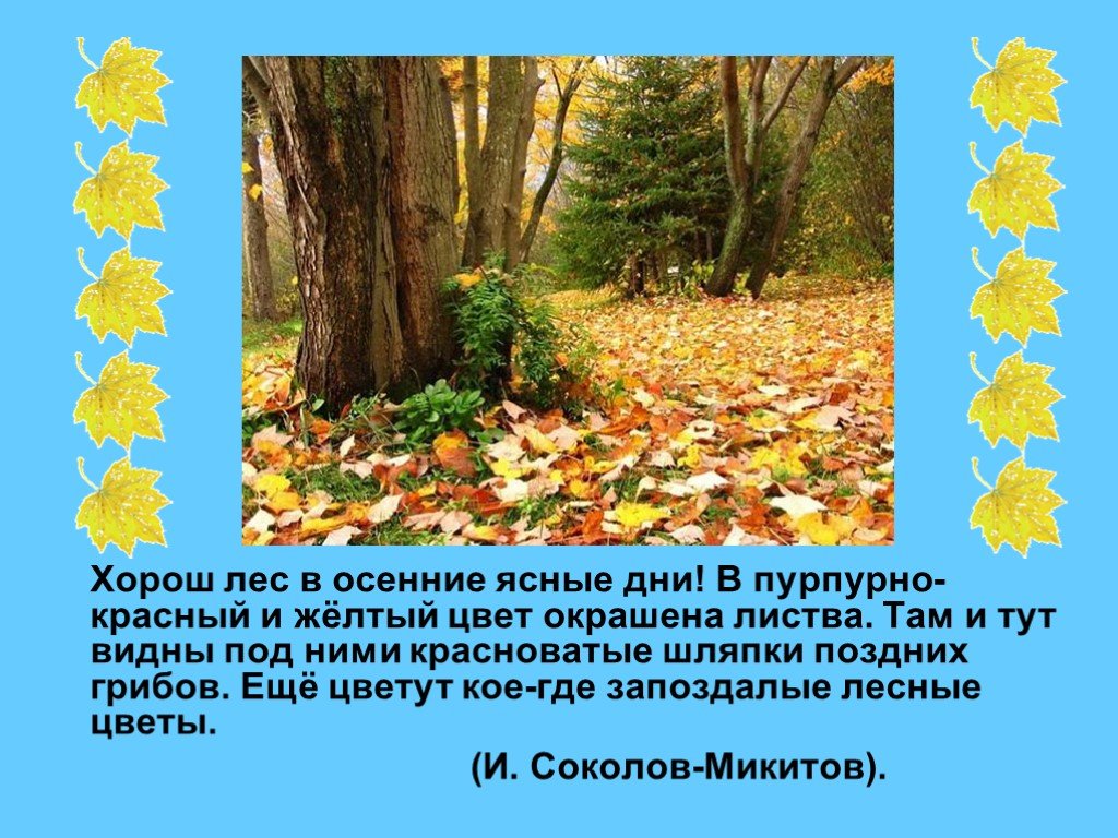 Маленький рассказ в лесу. Сочинение хорошо осенью в лесу. Осенний лес сочинение. Осенний лес описание. Лес осенью сочинение.
