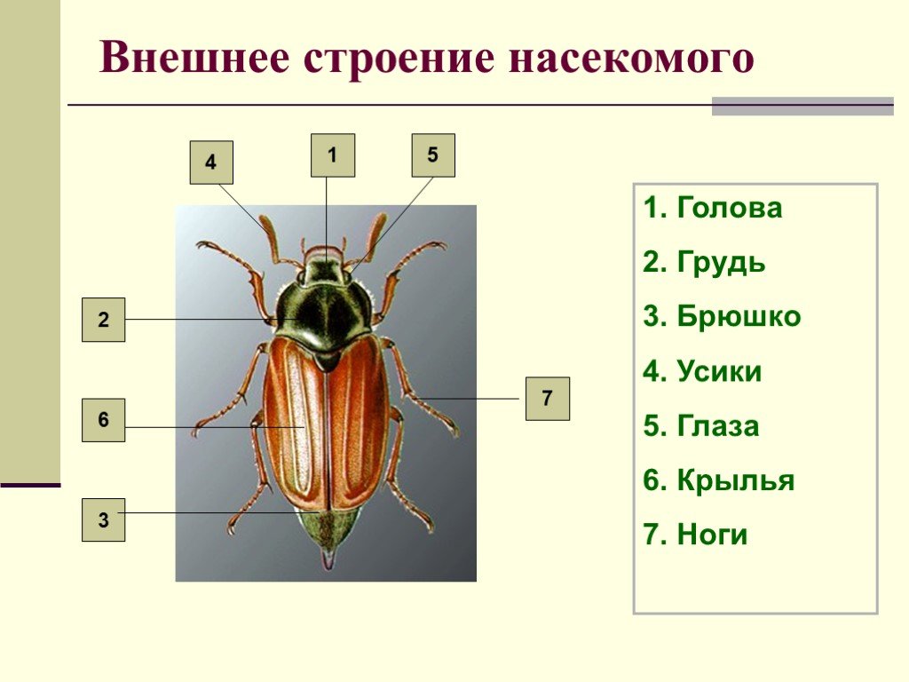 Части тела насекомых картинки для детей