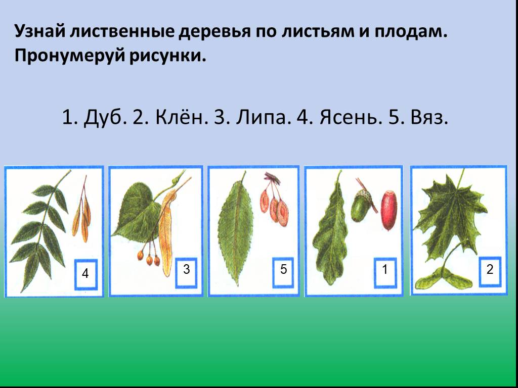 Узнай лиственные деревья по плодам соедини линиями рисунки и названия