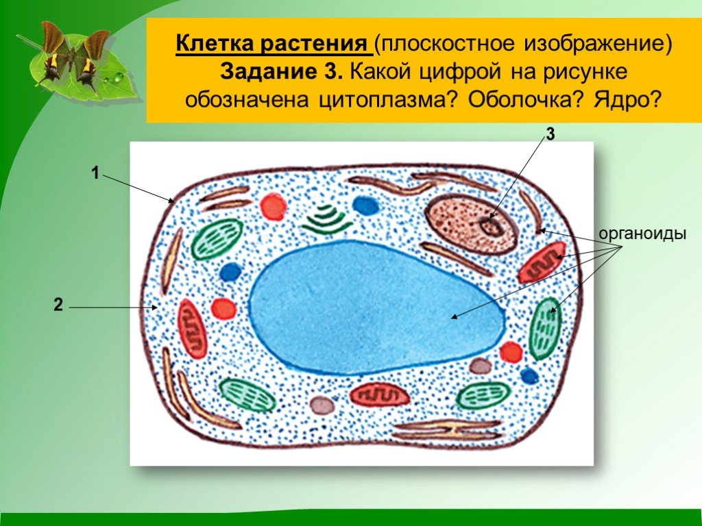 Рассмотрите рисунок растительной клетки какие органоиды. Строение клетки 5 класс биология растительной клетки. Нарисовать органоид растительной клетки. Строение растительной клетки 5 класс биология рисунок. Органоиды растительной клетки рисунок.