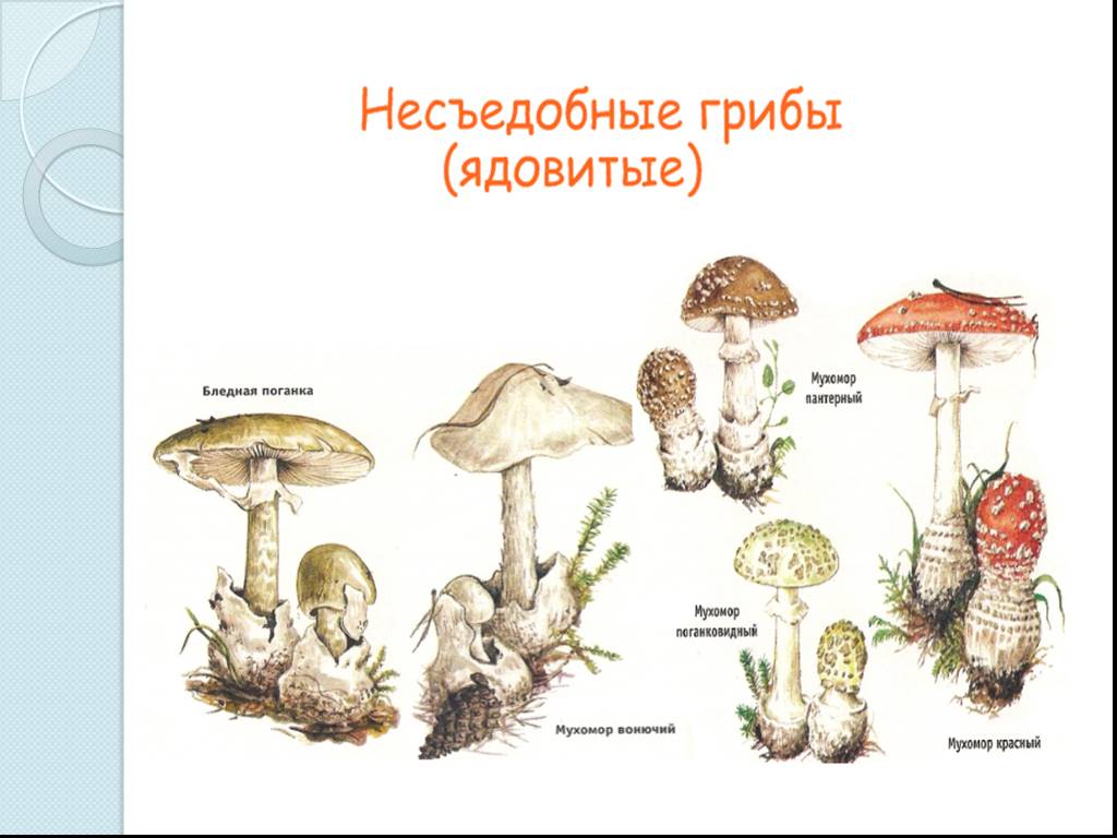 3 съедобных гриба и 3 несъедобных гриба рисунок