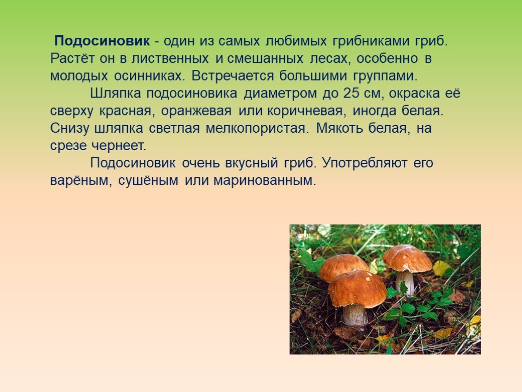 Информация про грибы. Рассказ о подосиновике 2 класс грибе. Подосиновик описание 5 класс. Доклад про гриб подосиновик. Подосиновик гриб доклад 2 класс.