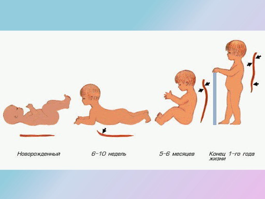 Во сколько ребенок садится. Физиологические изгибы позвоночника у детей. Формирование изгибов позвоночника. Формирование физиологических изгибов позвоночника. Формирование позвоночника у детей.