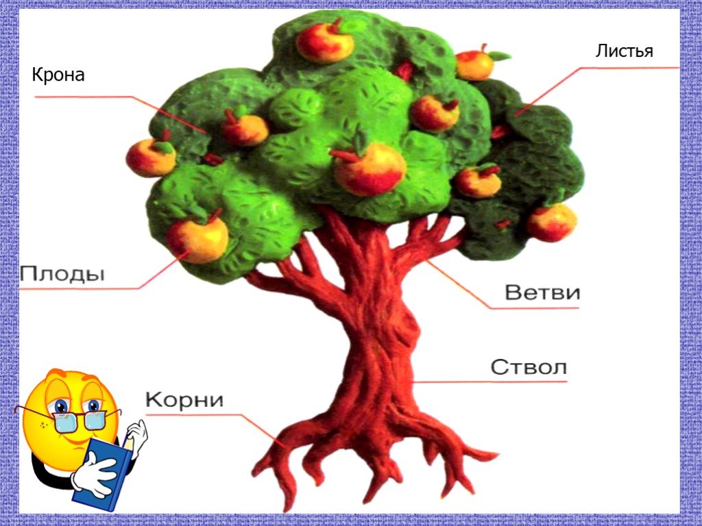 Рисунок дерева с корнями и плодами