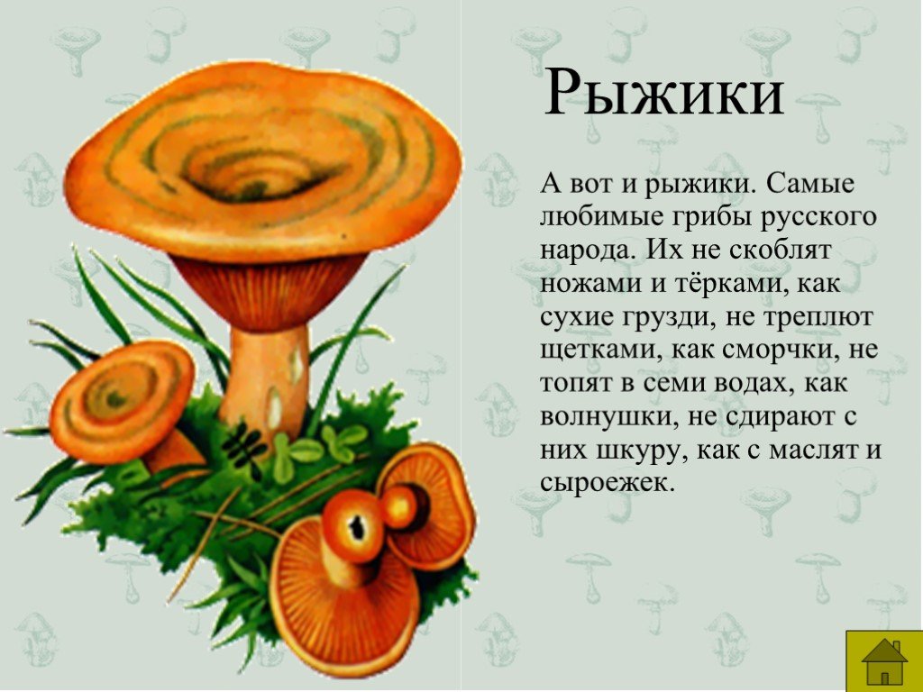 Сочинение на тему красота грибов. Рассказ о грибе Рыжик. Сообщение о грибе Рыжике 3 класс. Описание гриба Рыжик 2 класс. Рассказы про рыжиков грибов.