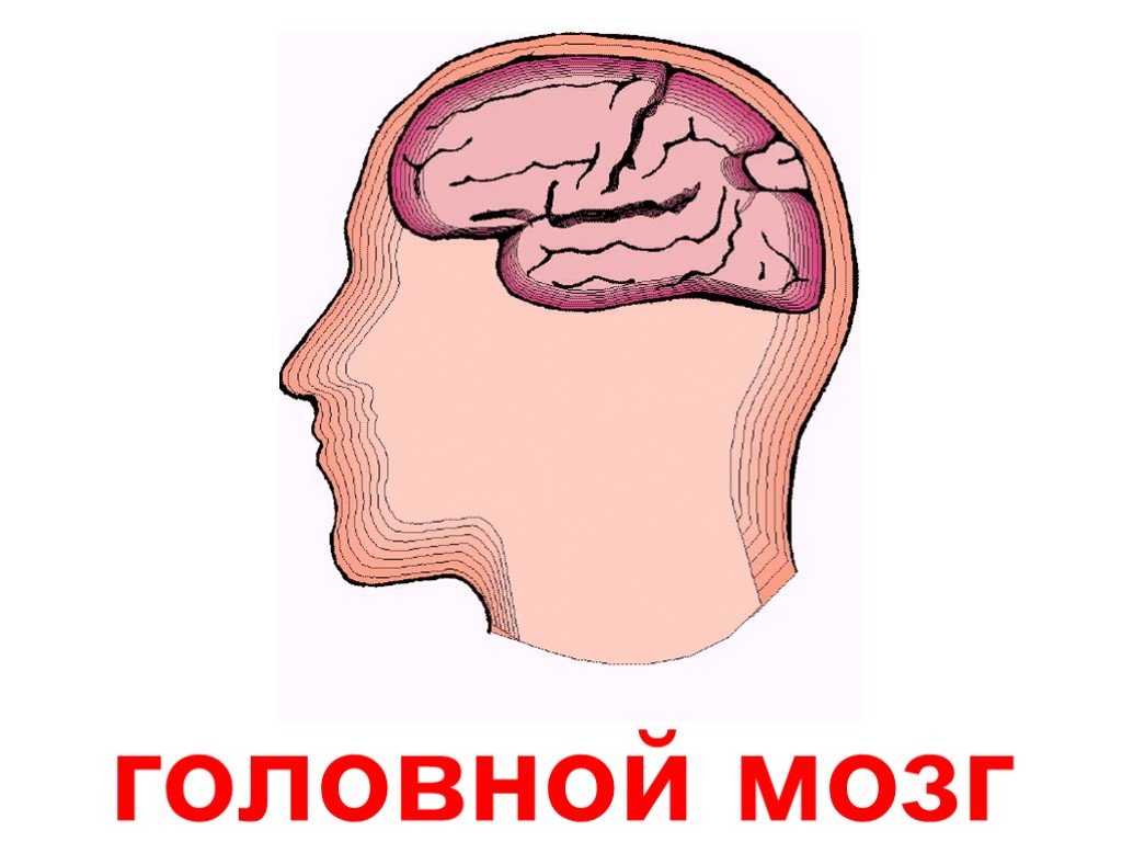 Головной мозг картинка для детей