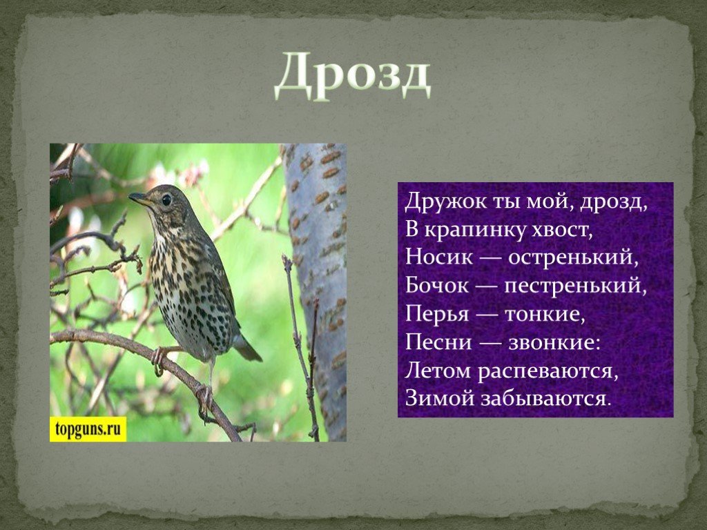 Песня дрозда. Дружок ты мой Дрозд. Дрозд в крапинку. Загадка про дрозда. Дрозд коротко для детей.