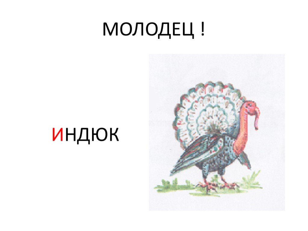 Схема слова индюк