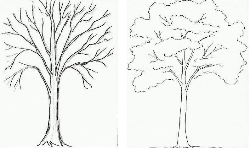 Рисунок дерева карандашом легкий для срисовки