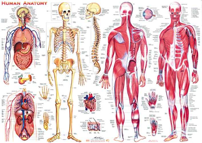Анатомия человека 1. Строение человека скелет и органы. Скелет человека с органами спереди. Скелет и внутренние органы человека схема. Анатомия строение скелета человека и органов.