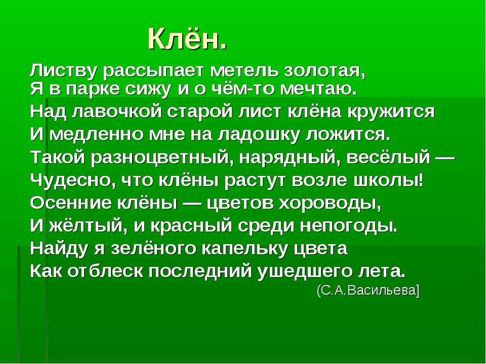 Презентация про клен