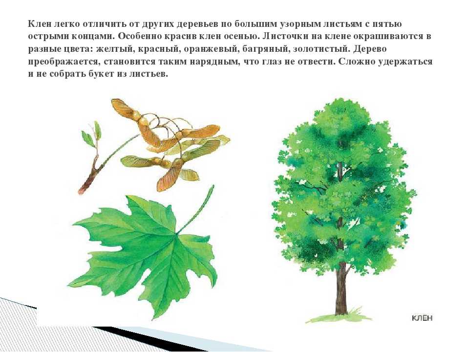 Проект про деревья 2 класс