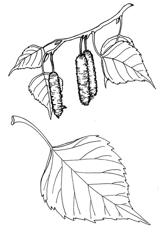 Листок липы рисунок