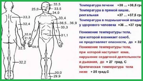 36 это нормальная температура у ребенка. Температура человека. Температурная карта тела человека. Пределы нормы температуры тела. Границы нормальной температуры тела человека.