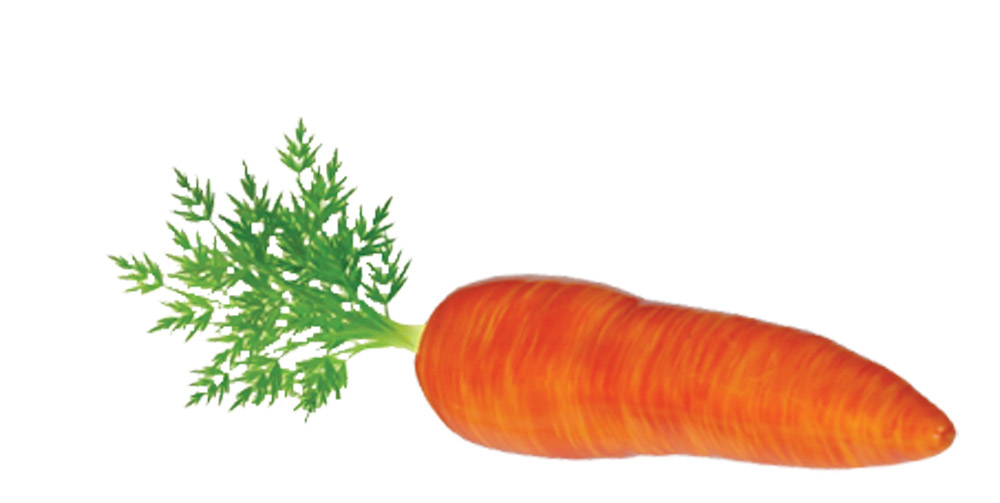 День морковки в детском саду. Морковь для снеговика. Морковка для снеговика. Нос морковка на прозрачном фоне. Морковка для снеговика шаблон.