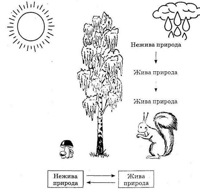Природа задание. Связь живой и неживой природы задание. Задания взаимосвязь живой и неживой природы для дошкольников. Раскрась Живая и неживая природа задание. Взаимосвязи в природе для дошкольников задания.