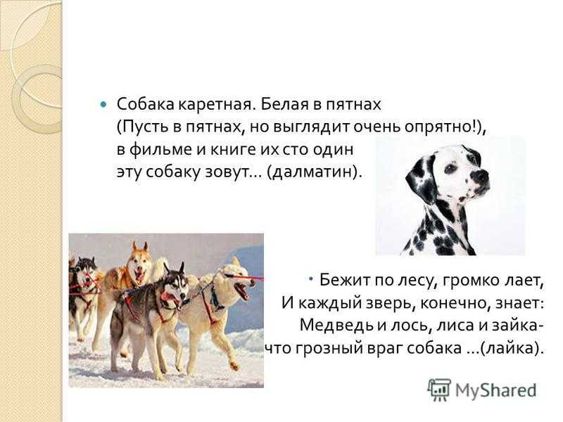 Слово собака составить слова. Поедложениесо слоаом собака. Проект про собаку по русскому. Предложение про собаку. Предложение к слову собака.