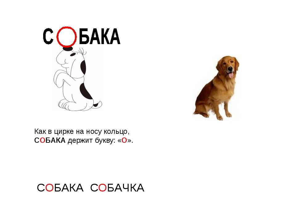 Есть слово собака