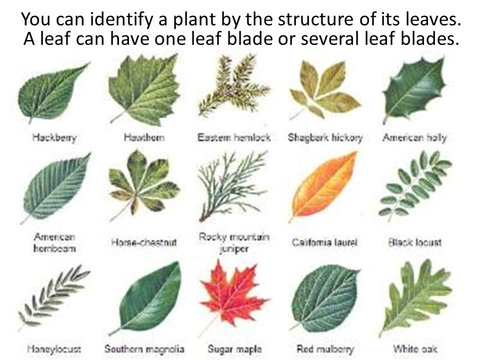 Листья разных деревьев картинки с названиями для детей