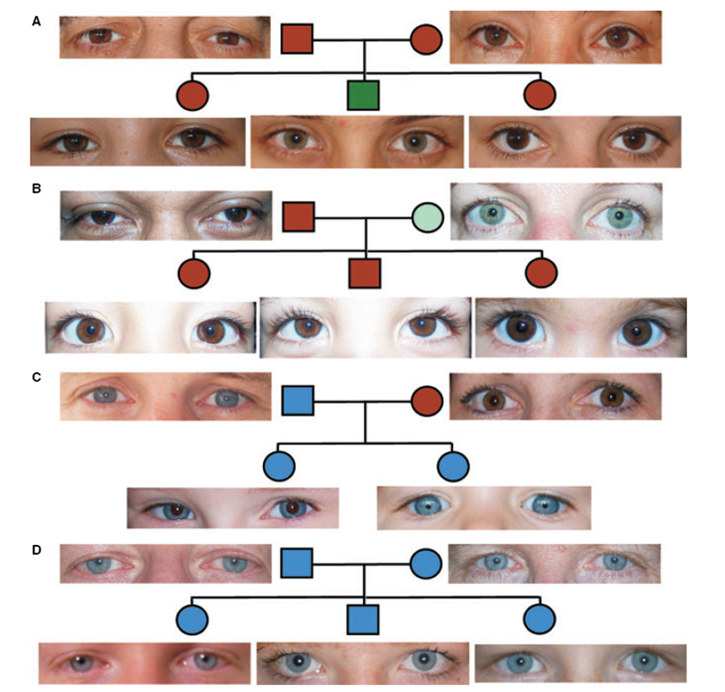 Генотип человека с голубыми глазами и светлыми волосами может быть