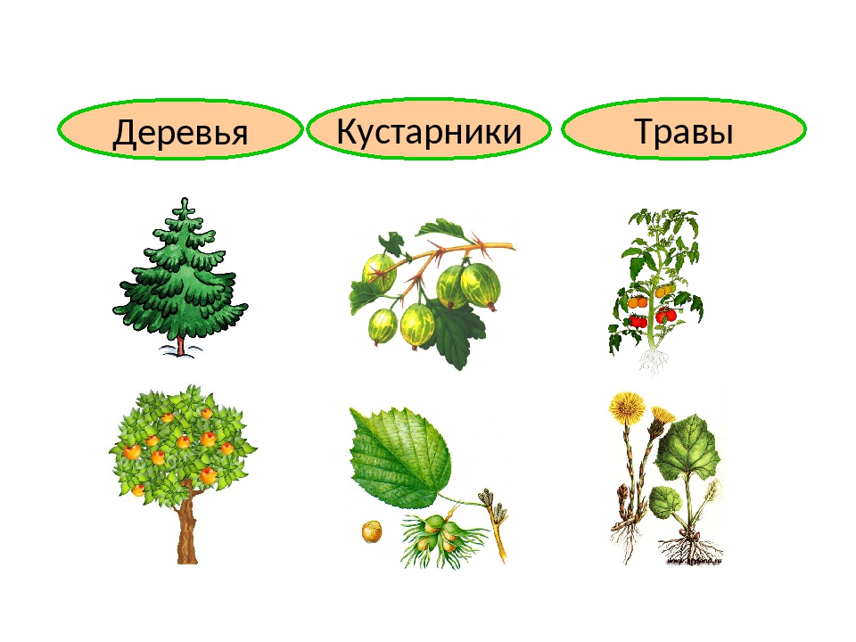 Мир растений презентация для дошкольников