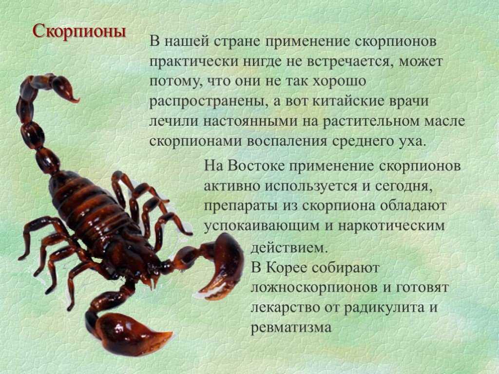 Гороскопы скорпион собака. Скорпионы. Характер скорпиона. Скорпион мужчина характеристика. Скорпион картинки.