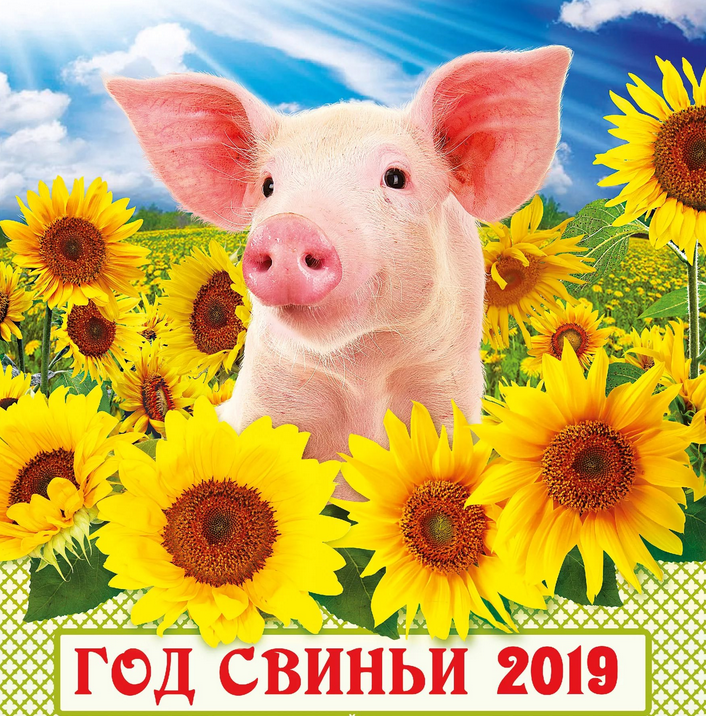 Год свиньи года. Год свиньи 2019. Кабан 2019 год. Свинья в подсолнухах.