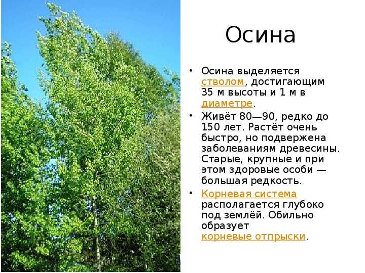 В каком районе растет