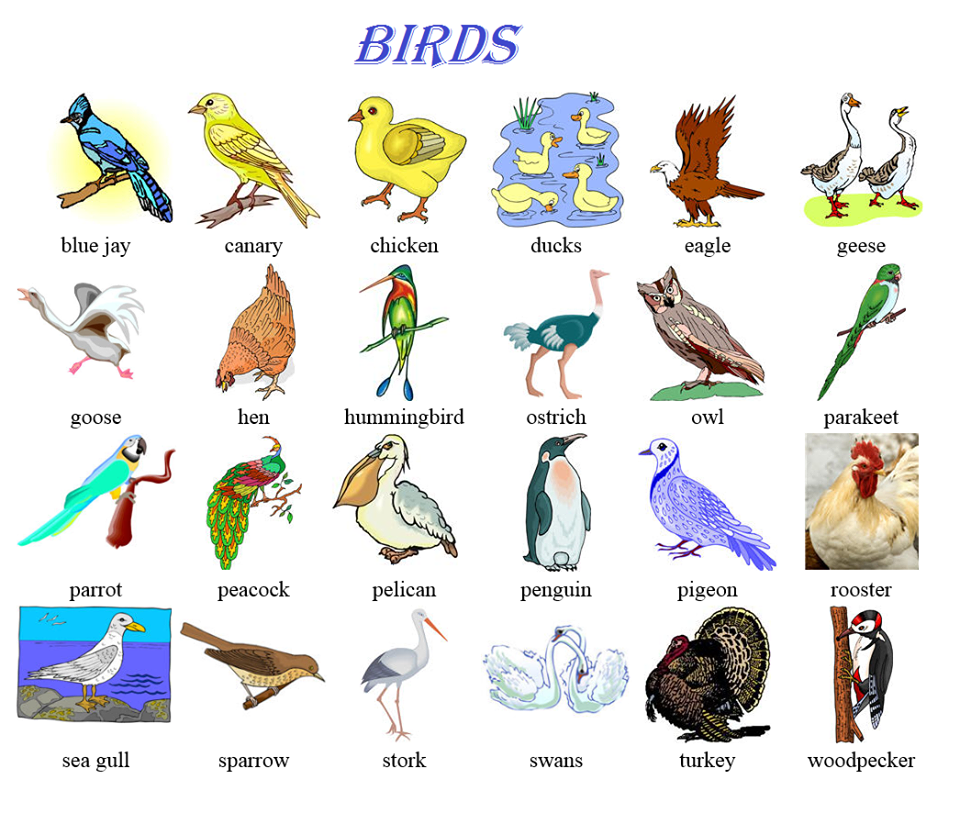 Птичка 3 буквы. Птицы на английском языке. Названия птиц на англ. Птица на английском картинка. Птицы ра английсктм.