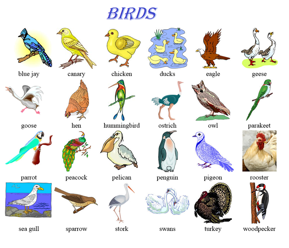 Птицы на букву б список с картинками