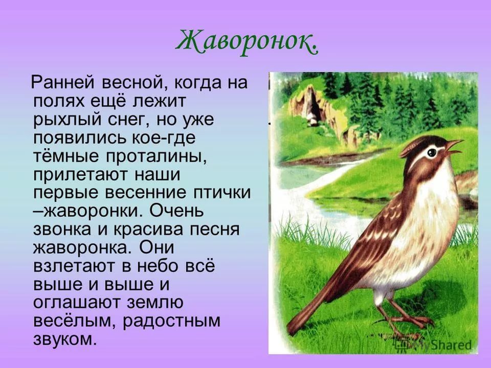 Перелетные Птицы Сообщение Для 2 Класса По Окружающему Миру