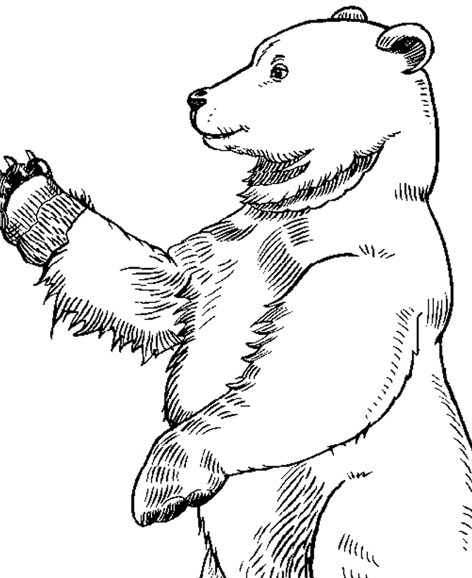 Стоящий медведь рисунок - 97 фото