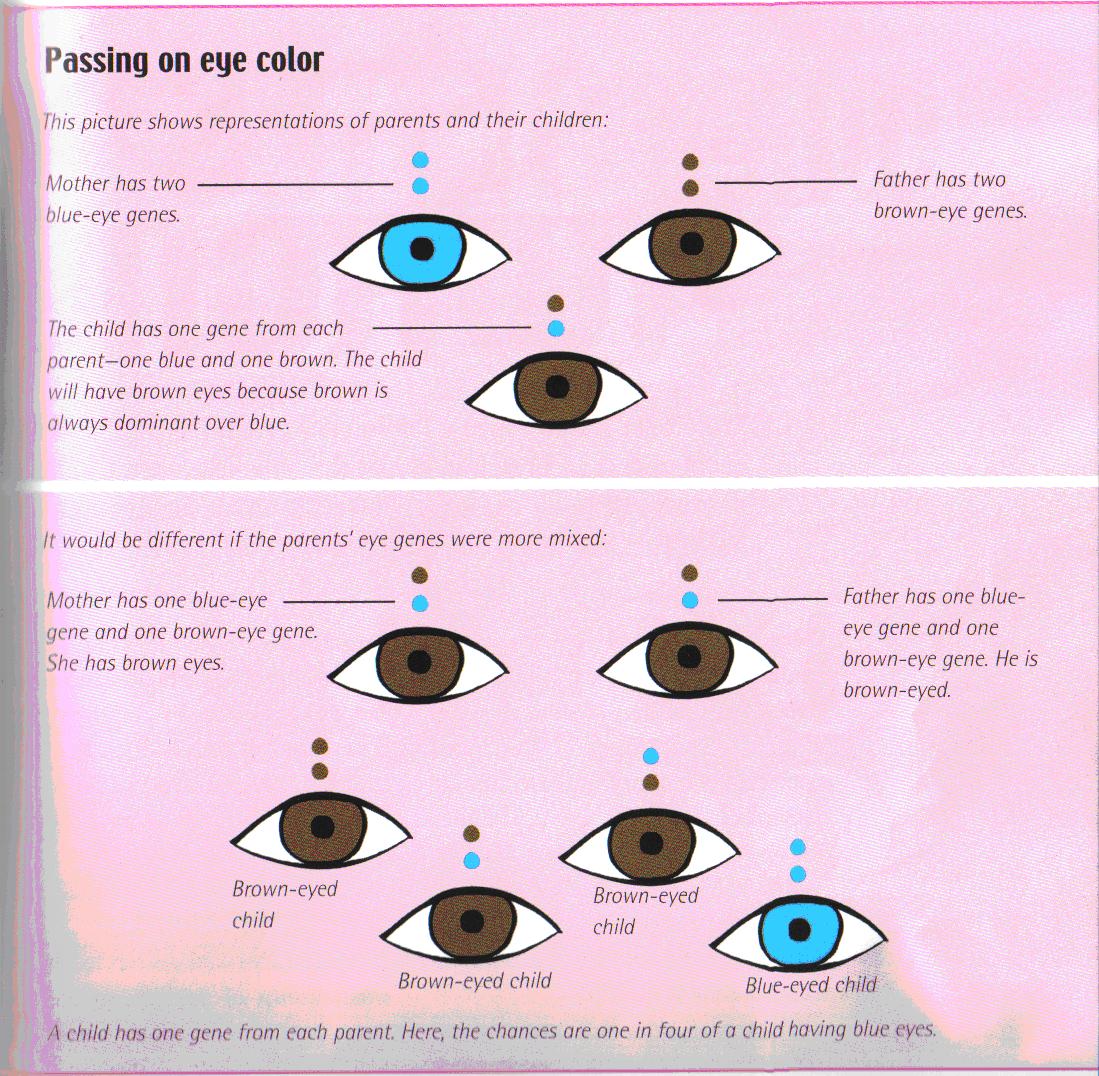 Рецессивные глаза. Наследование цвета глаз. Гены цвета глаз. Доминант цвета глаз. Цвет глаз генетика.