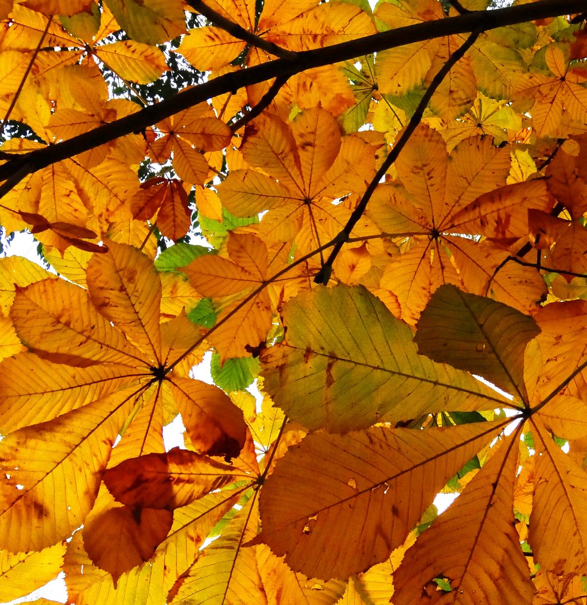 Каким цветом листья осенью. Осенний лист конского каштана. Осенние листья каштана. Каштан осенью. Листья осенью.