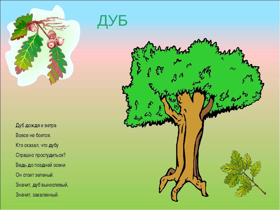 Дуб текст описание. Стихи про деревья для детей. Детские стихи про деревья. Стих про дуб для детей. Стихотворение про дерево для детей.