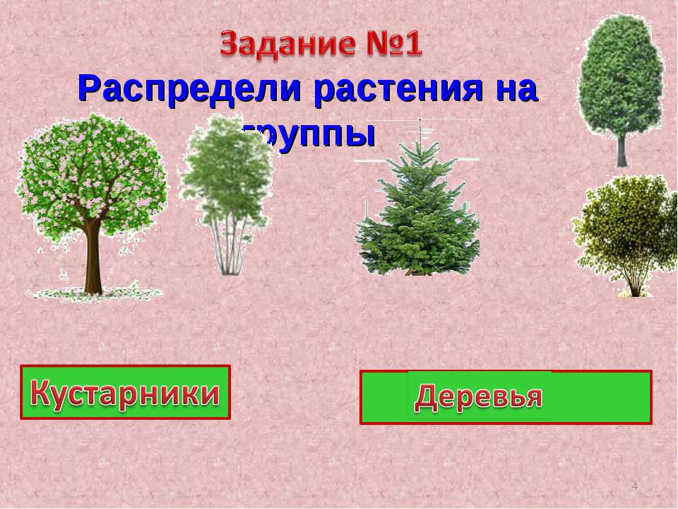 Две группы деревьев. Деревья кустарники травы. Деревья и кустарники задания. Деревья для дошкольников. Деревья и кустарники для детей.