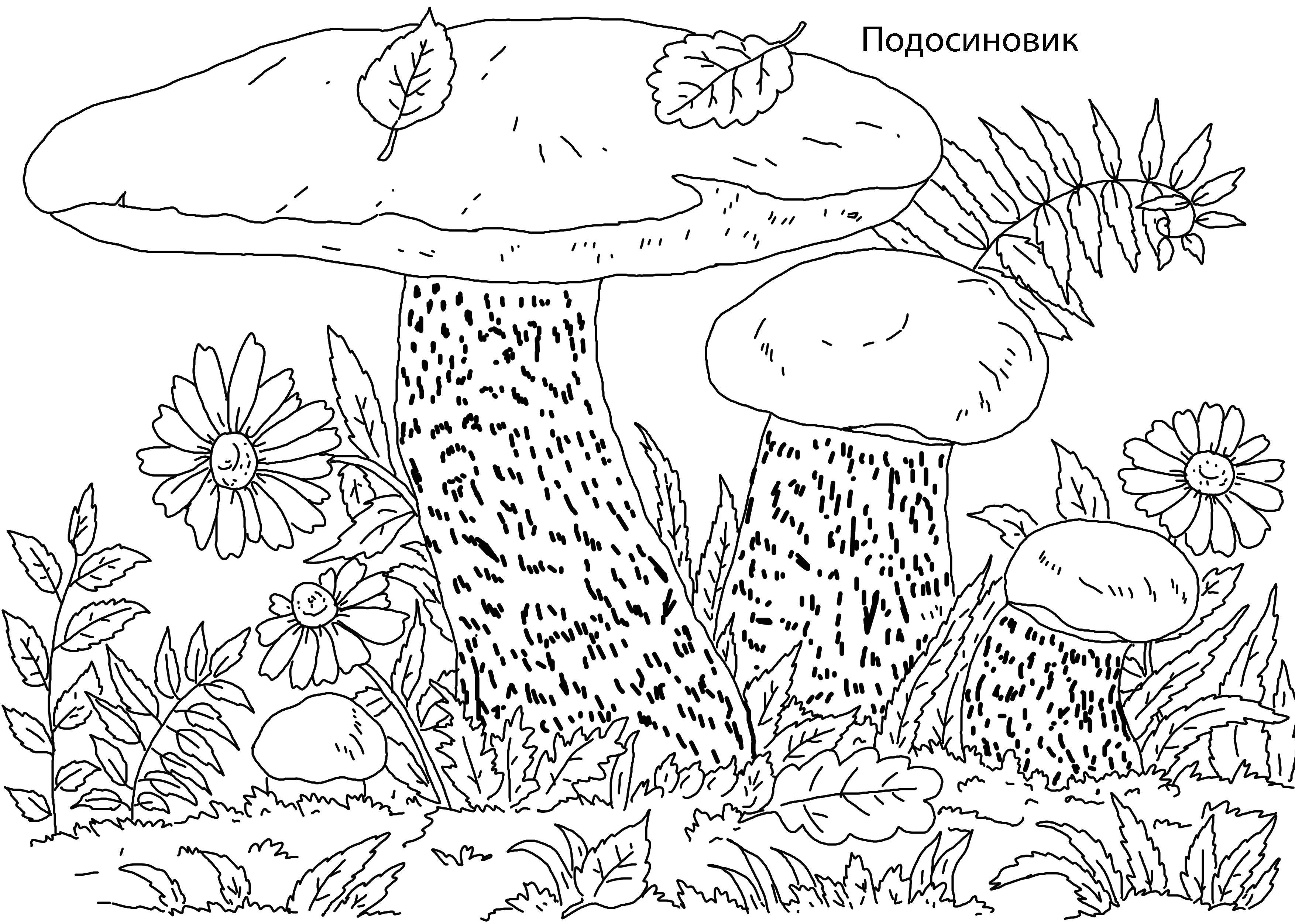 Раскраска гриб сыроежка