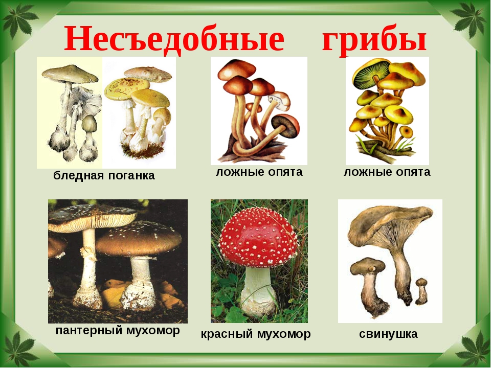 Краснокнижные грибы россии фото с названиями и описанием