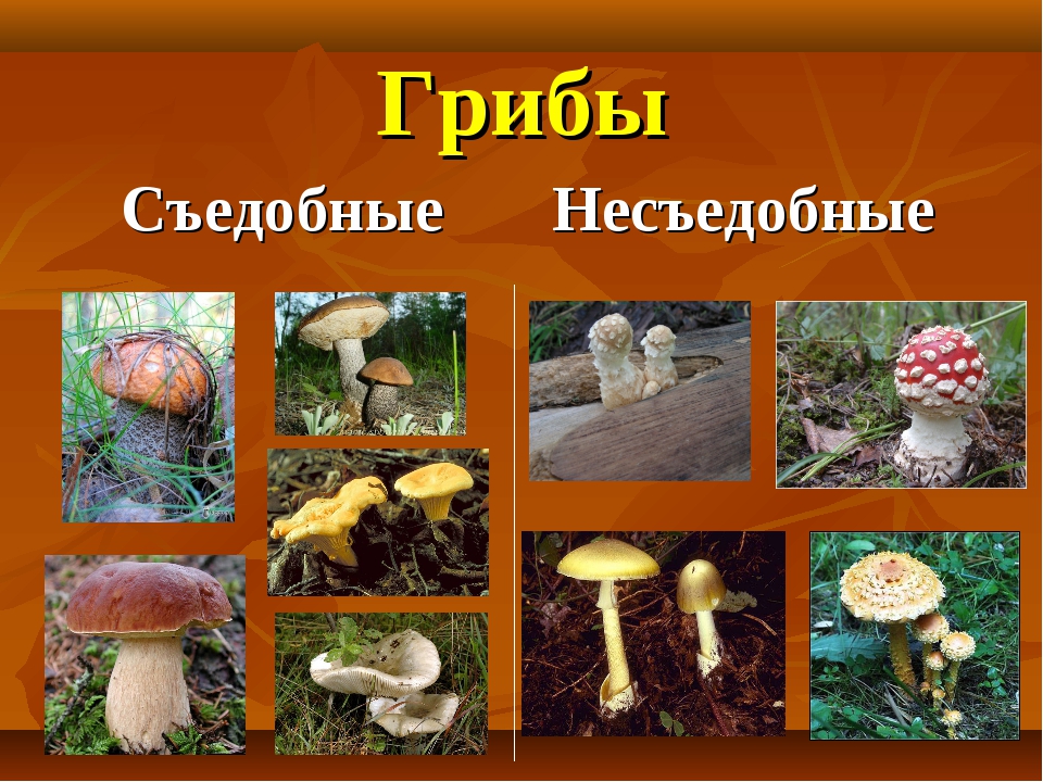 Название некоторых грибов. Грибы съедобные и не съедобные с газваниями. Грибы съедобные и несъедобные с названиями. Съедобные грибы и несъедобные грибы. Селобные и не седобные грибы.