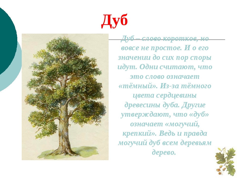 Слова про дерево. Дуб описание 2 класс. Рассказ о дубе. Доклад о дереве. Сообщение о дереве дуб.